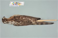 鳳頭蒼鷹藏品圖，第16張